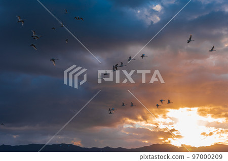 The messenger of winter, Agano City, Niigata Prefecture, the swan of Lake Hyoko, has come again this year 97000209