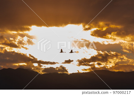 The messenger of winter, Agano City, Niigata Prefecture, the swan of Lake Hyoko, has come again this year 97000217