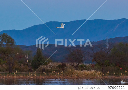 The messenger of winter, Agano City, Niigata Prefecture, the swan of Lake Hyoko, has come again this year The messenger of winter, Agano City, Niigata Prefecture, the swan of Lake Hyoko, has come again this year 97000221