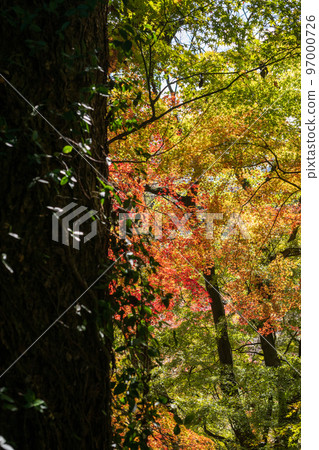 菊池神社的紅葉美景 97000726