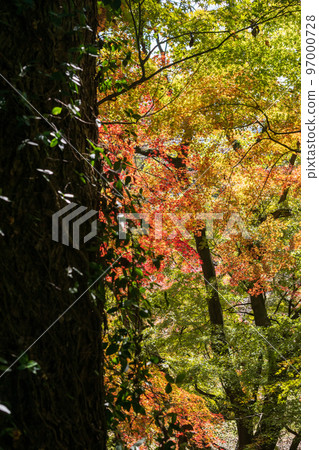 Scenery of Kikuchi Shrine with beautiful autumn foliage 97000728