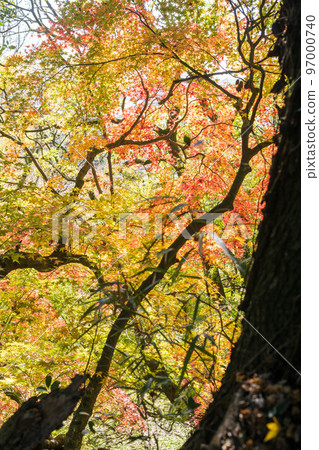 Scenery of Kikuchi Shrine with beautiful autumn foliage Scenery of Kikuchi Shrine with beautiful autumn foliage 97000740
