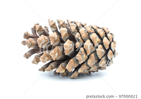 Cedar pine cone isolated on white background. 97000821