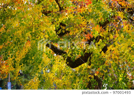 Nara Park's gobies at the peak of autumn foliage Nara Park's gobies at the peak of autumn foliage 97001493