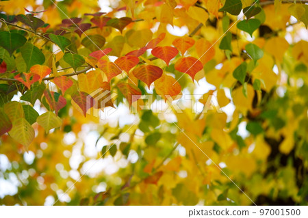 Nara Park's gobies at the peak of autumn foliage 97001500