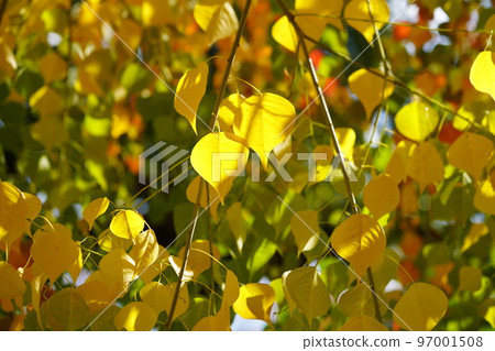 Nara Park's gobies at the peak of autumn foliage Nara Park's gobies at the peak of autumn foliage 97001508