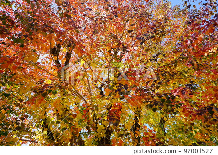 Nara Park's gobies at the peak of autumn foliage Nara Park's gobies at the peak of autumn foliage 97001527