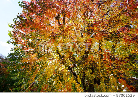 Nara Park's gobies at the peak of autumn foliage 97001529