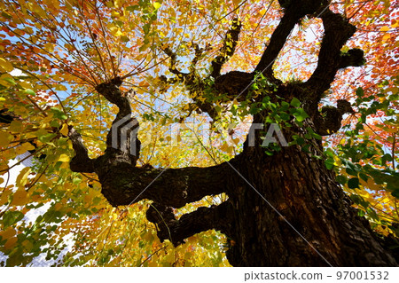 Nara Park's gobies at the peak of autumn foliage Nara Park's gobies at the peak of autumn foliage 97001532