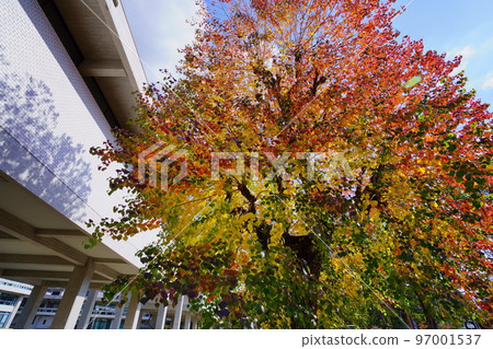 Nankin goby in front of the Nara Prefectural Office during the peak of autumn foliage Nankin goby in front of the Nara Prefectural Office during the peak of autumn foliage 97001537