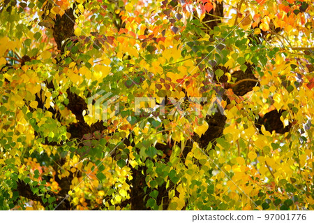 Large nankin goby trees in Nara Park and the peak of autumn foliage 97001776