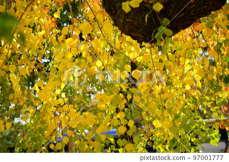Large nankin goby trees in Nara Park and the peak of autumn foliage Large nankin goby trees in Nara Park and the peak of autumn foliage 97001777