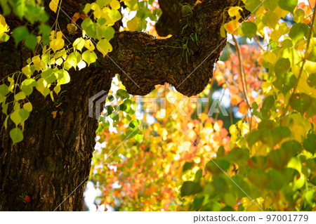 Large nankin goby trees in Nara Park and the peak of autumn foliage Large nankin goby trees in Nara Park and the peak of autumn foliage 97001779
