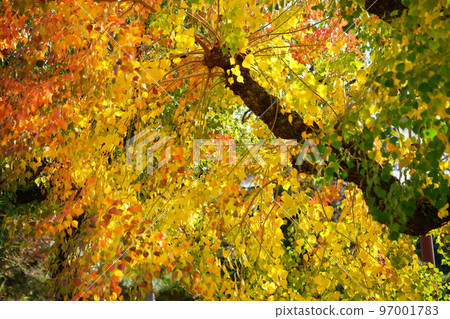 Large nankin goby trees in Nara Park and the peak of autumn foliage Large nankin goby trees in Nara Park and the peak of autumn foliage 97001783