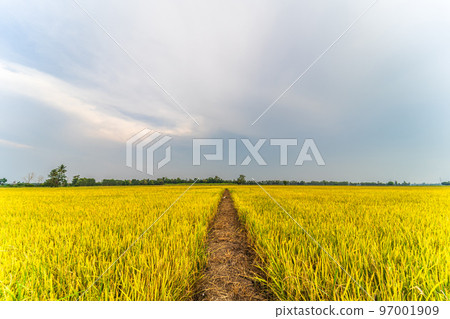 Beautiful golden ear of Thai jasmine rice plant on organic rice field in Asia country agriculture harvest with sunset sky background. 97001909