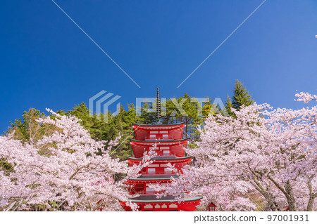 “山梨縣”五層寶塔和櫻花盛開，春天的新倉山淺間公園 97001931