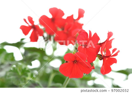 Geranium Geranium 97002032