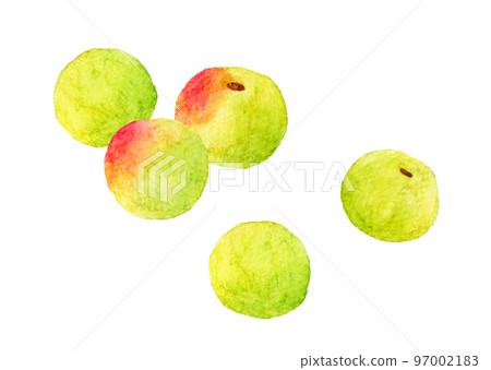Ome (plum fruit) fruit hand-painted watercolor illustration material 97002183