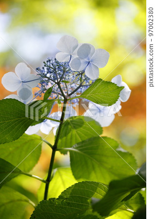 Backlit hydrangea Backlit hydrangea 97002380