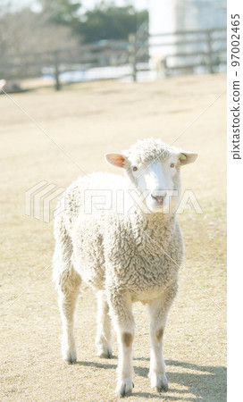 Sheep Sheep 97002465