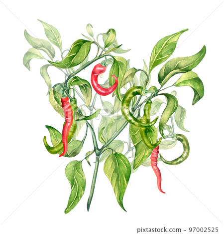 Red, green chili pepper bush watercolor illustration isolated on white background. 97002525