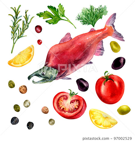 Set of sockeye salmon and spices watercolor illustration isolated on white. 97002529