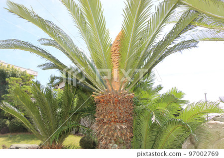 Cycado flowers 97002769