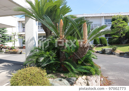 Cycado flowers 97002773