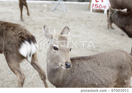 鹿奈良鹿奈良公園奈良町 鹿奈良鹿奈良公園奈良町 97003051
