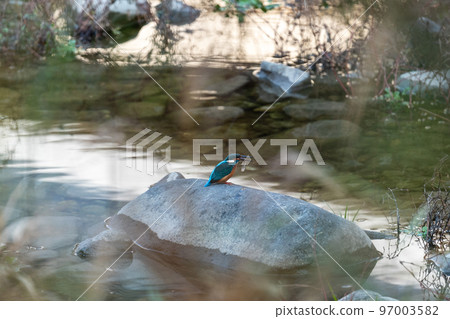 翠鳥捕食 翠鳥捕食 97003582