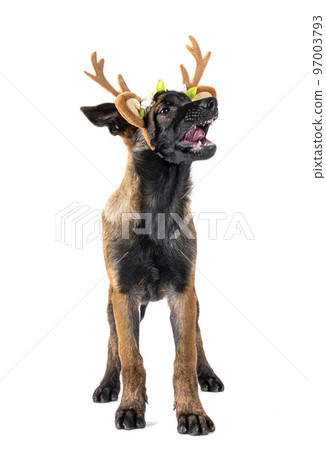 malinois in studio 97003793