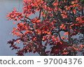 Maple leaves in the garden bathed in the early winter sun 97004376