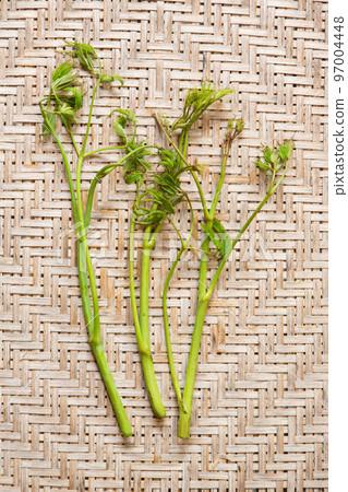 Triassic shōuma 97004448