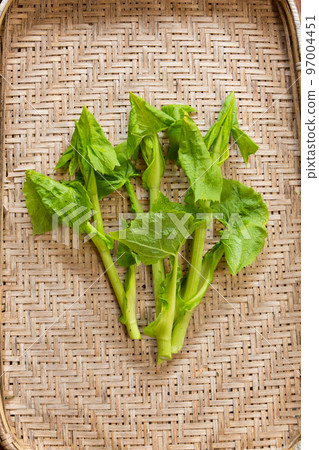 Job's horse mackerel 97004451