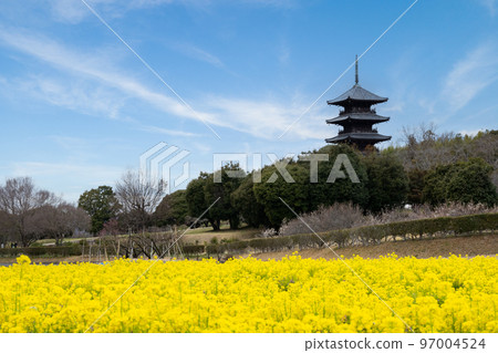 Okayama Prefecture, field of rape blossoms and the five-storied pagoda of Bicchu Bunji Temple 97004524