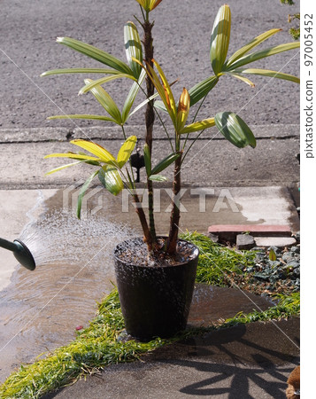 盆栽觀音竹澆水 盆栽觀音竹澆水 97005452