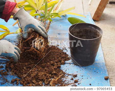 盆栽觀音竹種植工作 97005453