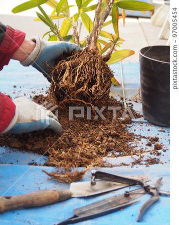 盆栽觀音竹種植工作 盆栽觀音竹種植工作 97005454