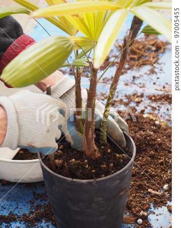 盆栽觀音竹種植工作 盆栽觀音竹種植工作 97005455