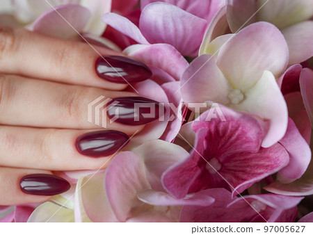Hands of a young woman with dark red manicure on nails 97005627