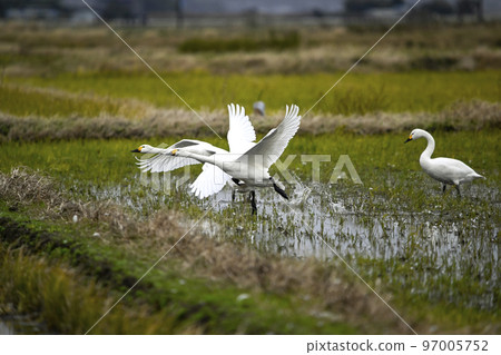 Tundra swan 97005752