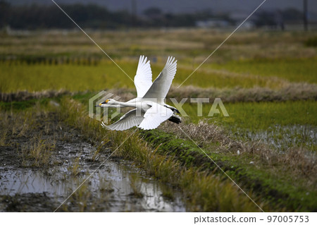 Tundra swan Tundra swan 97005753