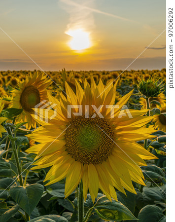 sunflower close-up illuminated by the rays of the setting sun against the sunset 97006292