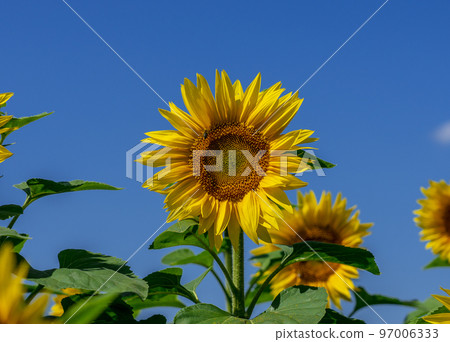 Blooming sunflower flower on the background of bright blue sky 97006333