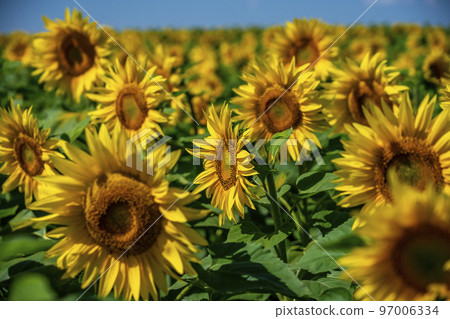 field of sunflower blooming bright yellow flowers against the blue sky 97006334