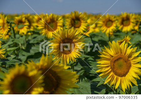 field of sunflower blooming bright yellow flowers against the blue sky 97006335