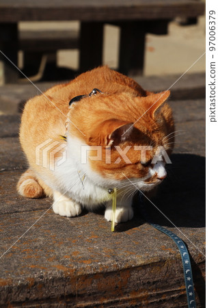 cat castle lord juro cat castle lord juro 97006379
