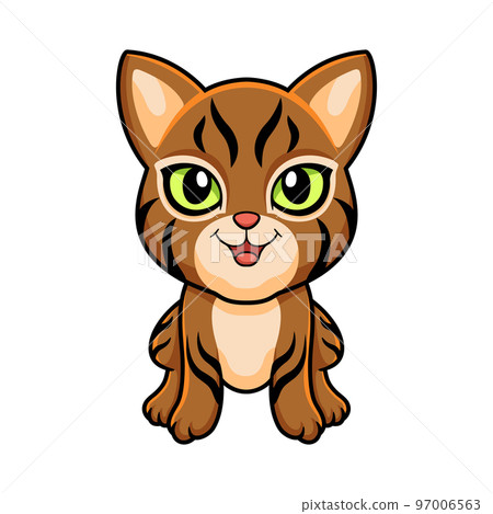 Cute pixie bob cat cartoon 97006563