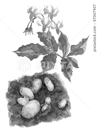Set of potatoes and flowers drawn in ink painting style White back Transparent background 97007407