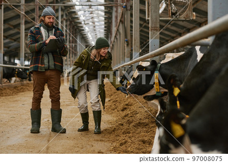 Young woman examining the condition of cows in stall with farmer making notes in document, they standing in big barn 97008075